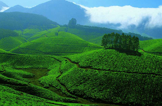 Munnar Greenery