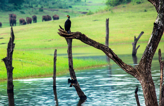 Thekkady Wildlife